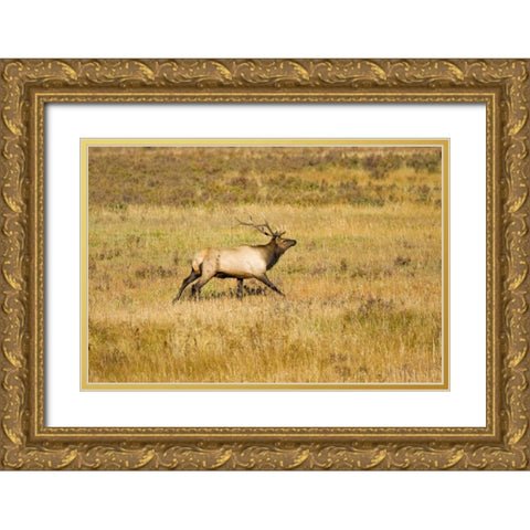 CO, Rocky Mts Bull elk with full rack of antlers Gold Ornate Wood Framed Art Print with Double Matting by Lord, Fred
