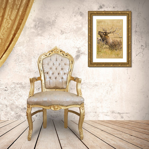 CO, Rocky Mts Bull elk rests in grassy field Gold Ornate Wood Framed Art Print with Double Matting by Lord, Fred