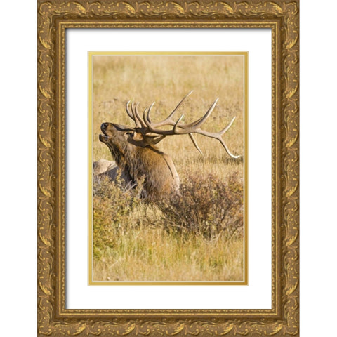CO, Rocky Mts Bull elk rests in grassy field Gold Ornate Wood Framed Art Print with Double Matting by Lord, Fred