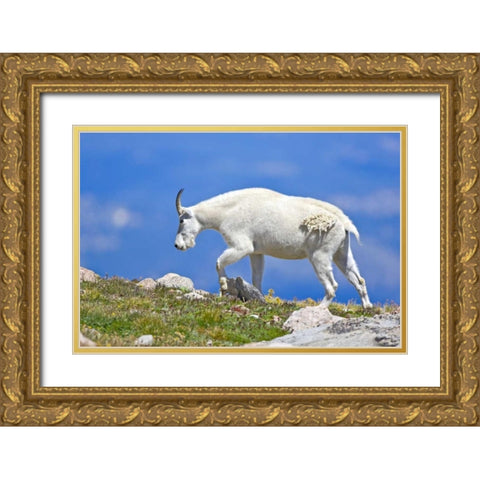 CO, Mount Evans Mountain goat walking on ridge Gold Ornate Wood Framed Art Print with Double Matting by Lord, Fred