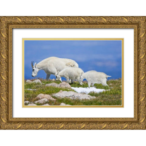 CO, Mount Evans Mountain goat with two kids Gold Ornate Wood Framed Art Print with Double Matting by Lord, Fred