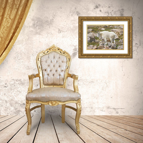 CO, Mt Evans Mountain goat standing on rocks Gold Ornate Wood Framed Art Print with Double Matting by Lord, Fred