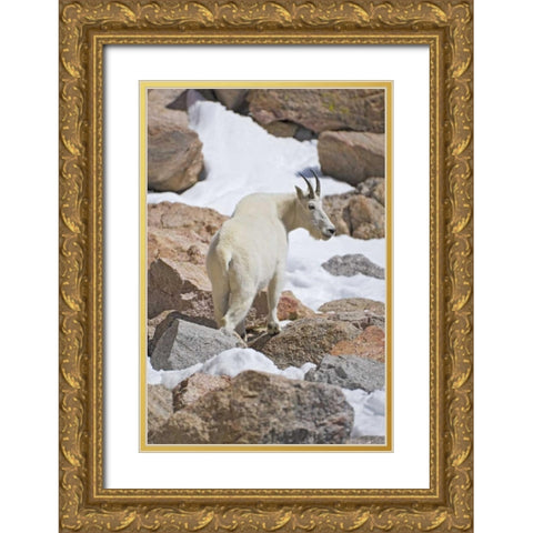 CO, Mount Evans Mountain goat standing on rocks Gold Ornate Wood Framed Art Print with Double Matting by Lord, Fred