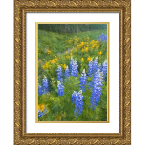 CO, Crested Butte Lupines and sunflowers, spring Gold Ornate Wood Framed Art Print with Double Matting by Rotenberg, Nancy