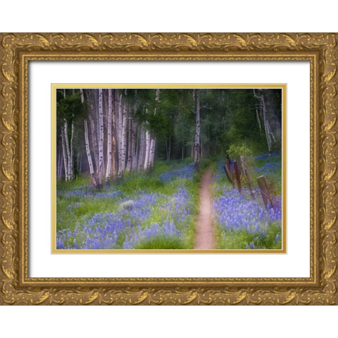 CO, Crested Butte Fenced trail through lupine Gold Ornate Wood Framed Art Print with Double Matting by Rotenberg, Nancy