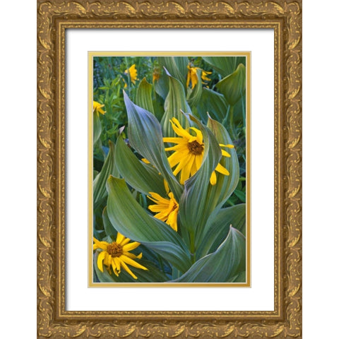 CO, Crested Butte Corn lilies and sunflowers Gold Ornate Wood Framed Art Print with Double Matting by Rotenberg, Nancy