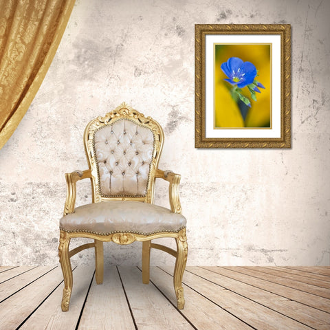 Colorado Cranesbill geranium flower in spring Gold Ornate Wood Framed Art Print with Double Matting by Rotenberg, Nancy
