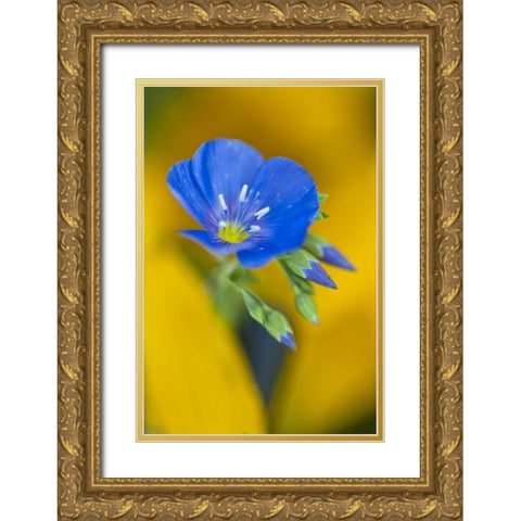 Colorado Cranesbill geranium flower in spring Gold Ornate Wood Framed Art Print with Double Matting by Rotenberg, Nancy