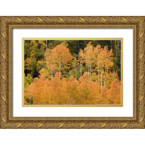 CO, Uncompahgre NF Grove of orange-tinged aspens Gold Ornate Wood Framed Art Print with Double Matting by Grall, Don
