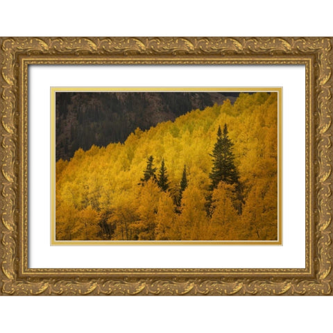 CO, Rocky Mts A ridge of aspen trees in autumn Gold Ornate Wood Framed Art Print with Double Matting by Grall, Don