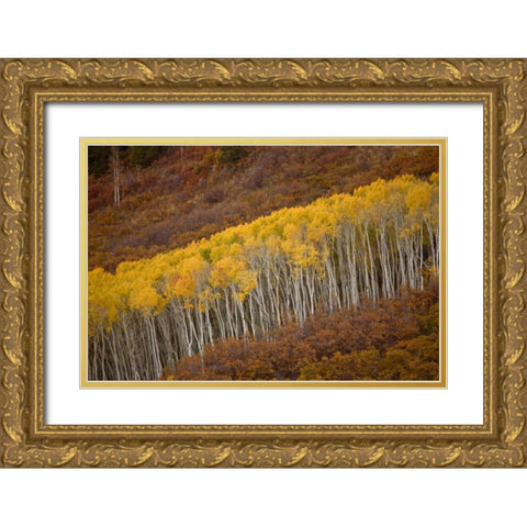 CO, Gunnison NP Autumn trees in Black Canyon Gold Ornate Wood Framed Art Print with Double Matting by Grall, Don