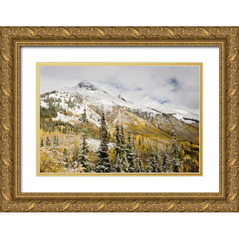 CO, Uncompahgre NF Mountain and aspens in autumn Gold Ornate Wood Framed Art Print with Double Matting by Grall, Don