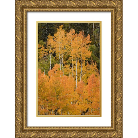 CO, Uncompahgre NF Grove of orange-tinged aspens Gold Ornate Wood Framed Art Print with Double Matting by Grall, Don