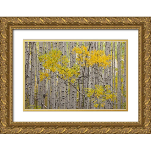 CO, White River NF A stand of aspens in autumn Gold Ornate Wood Framed Art Print with Double Matting by Grall, Don