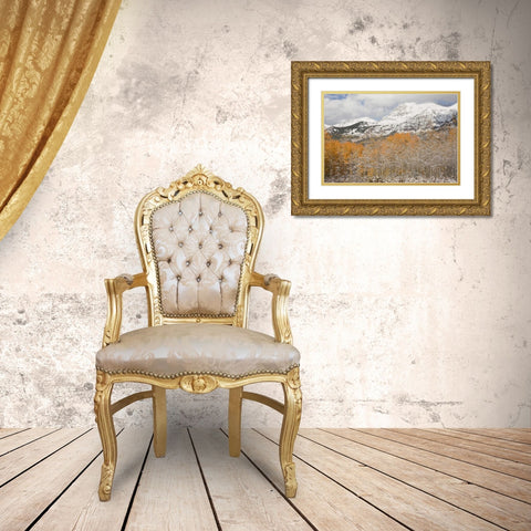 CO, Gunnison NF Aspens after a snowstorm Gold Ornate Wood Framed Art Print with Double Matting by Grall, Don