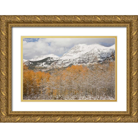 CO, Gunnison NF Aspens after a snowstorm Gold Ornate Wood Framed Art Print with Double Matting by Grall, Don
