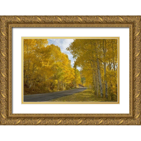 CO, Black Canyon, Road through fall trees Gold Ornate Wood Framed Art Print with Double Matting by Grall, Don