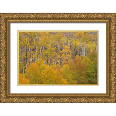 CO, White River NF Aspen grove in autumn foliage Gold Ornate Wood Framed Art Print with Double Matting by Grall, Don