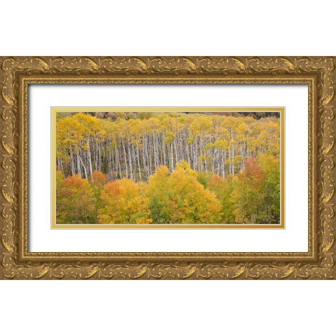CO, White River NF Aspen grove in autumn foliage Gold Ornate Wood Framed Art Print with Double Matting by Grall, Don