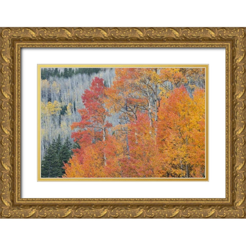 CO, San Juan Mts Aspen trees in autumn colors Gold Ornate Wood Framed Art Print with Double Matting by Grall, Don