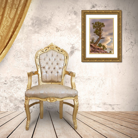 CO, Fruita Juniper at sunrise in Colorado NM Gold Ornate Wood Framed Art Print with Double Matting by Lord, Fred
