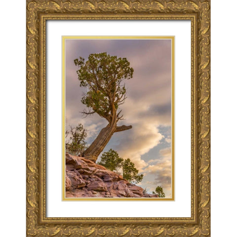 CO, Fruita Juniper at sunrise in Colorado NM Gold Ornate Wood Framed Art Print with Double Matting by Lord, Fred