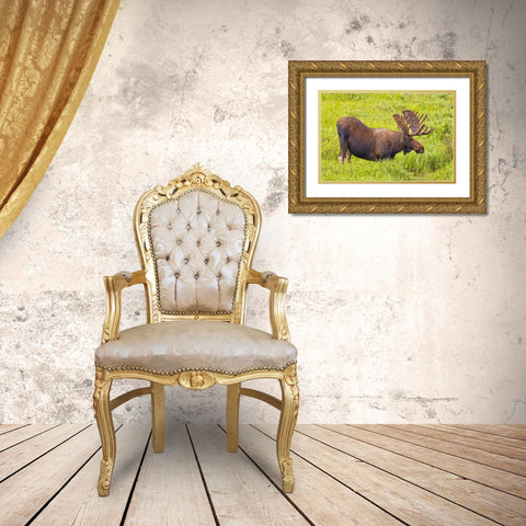 CO, Cameron Pass Bull moose with velvet antlers Gold Ornate Wood Framed Art Print with Double Matting by Lord, Fred
