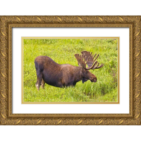 CO, Cameron Pass Bull moose with velvet antlers Gold Ornate Wood Framed Art Print with Double Matting by Lord, Fred