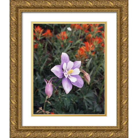 CO, Columbine flower in Yankee Boy Basin Gold Ornate Wood Framed Art Print with Double Matting by Talbot Frank, Christopher