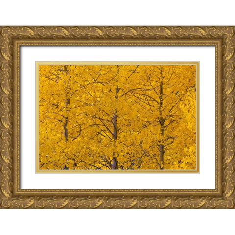 CO, Rocky Mts, Castle Valley Aspens in autumn Gold Ornate Wood Framed Art Print with Double Matting by Illg, Cathy and Gordon