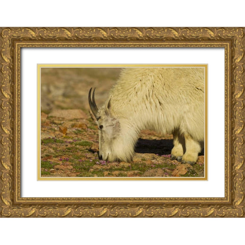 CO, Mount Evans Mountain goat feeding on flowers Gold Ornate Wood Framed Art Print with Double Matting by Illg, Cathy and Gordon