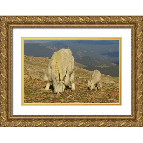 CO, Mount Evans Mountain goat and kid in meadow Gold Ornate Wood Framed Art Print with Double Matting by Illg, Cathy and Gordon