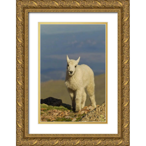 CO, Mount Evans Front view of mountain goat kid Gold Ornate Wood Framed Art Print with Double Matting by Illg, Cathy and Gordon