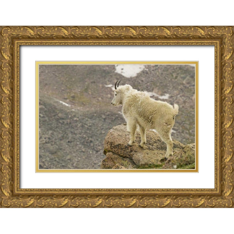 CO, Mt Evans Mountain goat yearling and scenery Gold Ornate Wood Framed Art Print with Double Matting by Illg, Cathy and Gordon