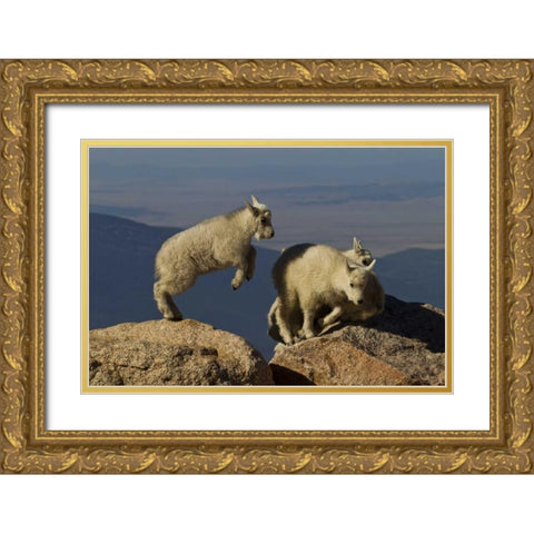 Colorado, Mount Evans Mountain goat kids playing Gold Ornate Wood Framed Art Print with Double Matting by Illg, Cathy and Gordon