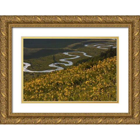 CO, Gunnison NF, Crested Butte Aspen sunflowers Gold Ornate Wood Framed Art Print with Double Matting by Illg, Cathy and Gordon