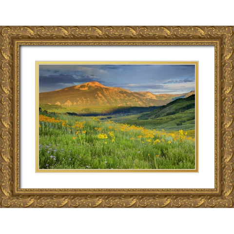 CO, Crested Butte Landscape of mountain flowers Gold Ornate Wood Framed Art Print with Double Matting by Flaherty, Dennis