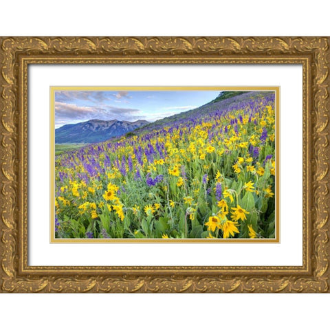 CO, Crested Butte Flowers on hillside Gold Ornate Wood Framed Art Print with Double Matting by Flaherty, Dennis