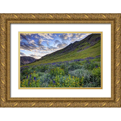 Colorado, San Juan Mts, flowers in American Basin Gold Ornate Wood Framed Art Print with Double Matting by Flaherty, Dennis