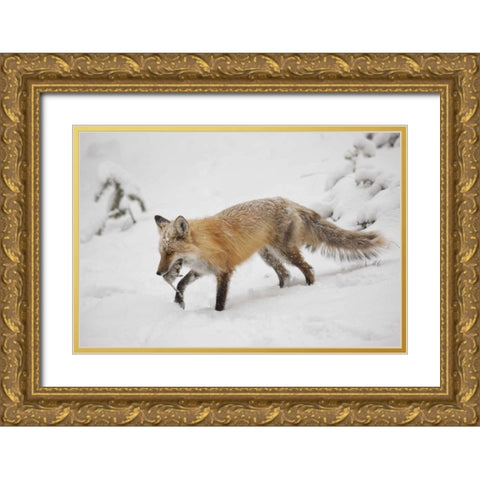Colorado, Pike NF Red fox carrying meadow vole Gold Ornate Wood Framed Art Print with Double Matting by Grall, Don