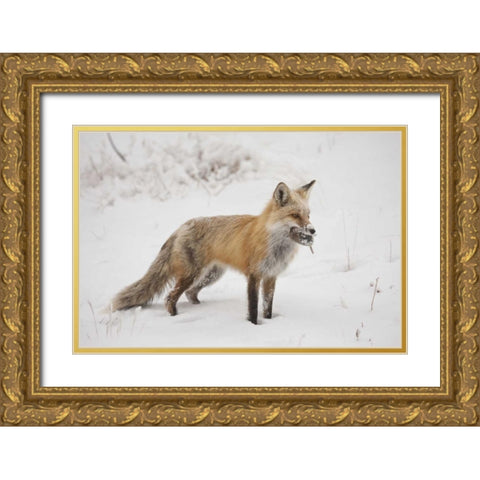Colorado, Pike NF Red fox carrying meadow vole Gold Ornate Wood Framed Art Print with Double Matting by Grall, Don