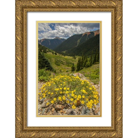 Colorado, San Juan Mts flowers in Ophir Pass Gold Ornate Wood Framed Art Print with Double Matting by Illg, Cathy and Gordon