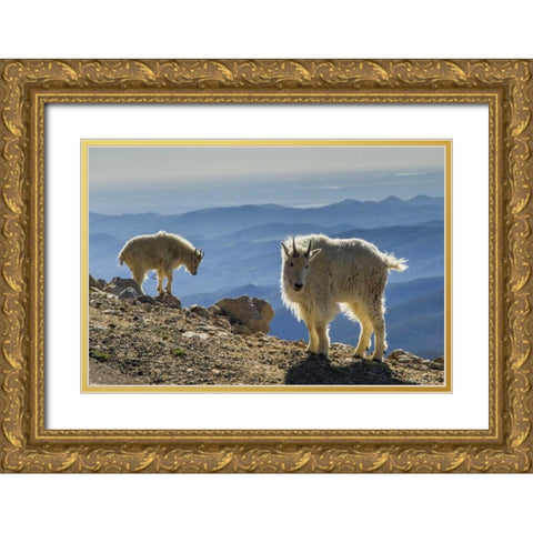 Colorado, Mt Evans Mountain goats and scenery Gold Ornate Wood Framed Art Print with Double Matting by Illg, Cathy and Gordon