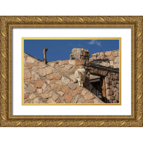 CO, Mt Evans Mountain goat climbs a building Gold Ornate Wood Framed Art Print with Double Matting by Illg, Cathy and Gordon