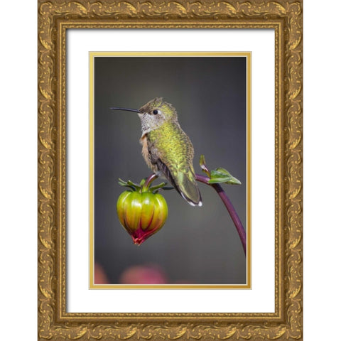 USA, Colorado Hummingbird rests on flower bud Gold Ornate Wood Framed Art Print with Double Matting by Lord, Fred