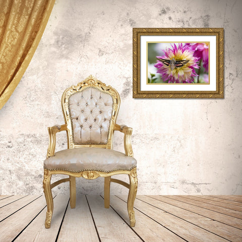 Colorado White-lined sphinx moth feeds on flower Gold Ornate Wood Framed Art Print with Double Matting by Lord, Fred