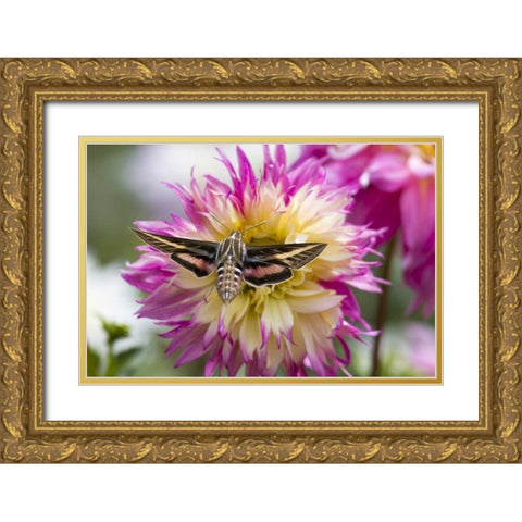 Colorado White-lined sphinx moth feeds on flower Gold Ornate Wood Framed Art Print with Double Matting by Lord, Fred