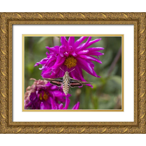 Colorado White-lined sphinx moth feeds on flower Gold Ornate Wood Framed Art Print with Double Matting by Lord, Fred