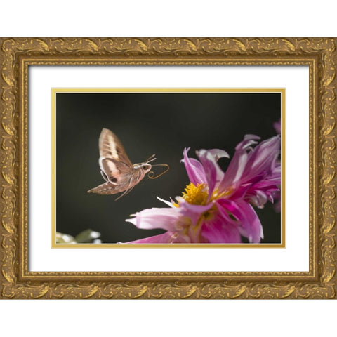 CO, White-lined sphinx moth tongue for feeding Gold Ornate Wood Framed Art Print with Double Matting by Lord, Fred