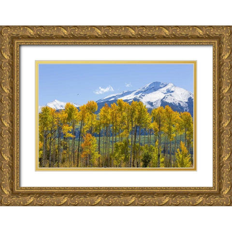 USA, Colorado Fall aspens and mountain Gold Ornate Wood Framed Art Print with Double Matting by Paulson, Don